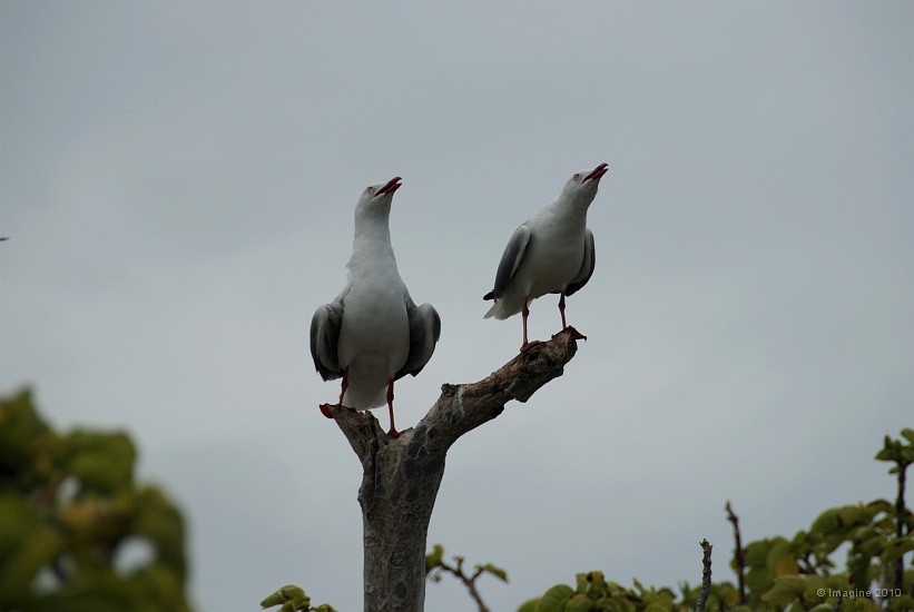 19- Couple de mouettes australiennes criant a l'unisson.JPG